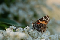 Vanessa cardui (2)